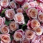 http://en.wikipedia.org/wiki/File:Bouquet_de_roses_roses.jpg