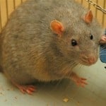 http://commons.wikimedia.org/wiki/File:Rat_diabetic.jpg